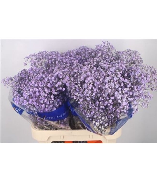 Gyps Klb Purple ( x 25 )
