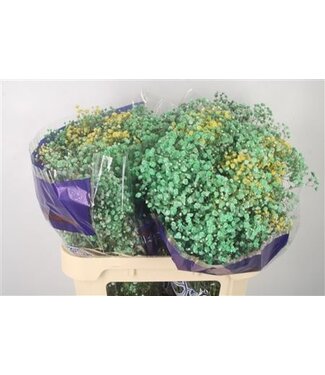 Florimo Fresh Flowers Gyps Klb Rainbow Lemon Pop ( x 25 ) Florimo Fresh Flowers Gyps Klb Rainbow Lemon Pop ( x 25 )