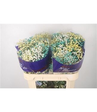 Florimo Fresh Flowers Gyps Klb Rainbow Mango/ Menta ( x 25 ) Florimo Fresh Flowers Gyps Klb Rainbow Mango/ Menta ( x 25 )