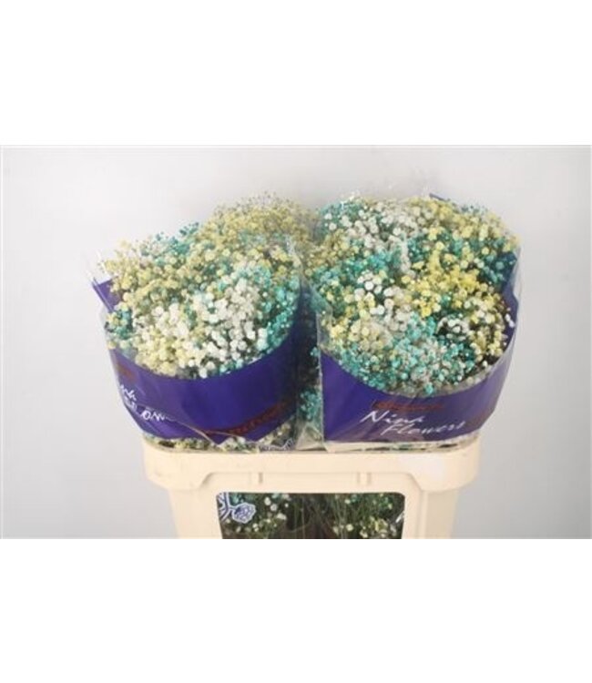 Gyps Klb Rainbow Mango/ Menta ( x 25 )