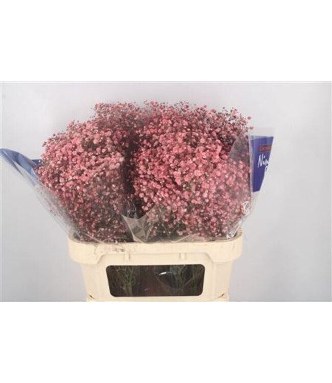 Gyps Klb Red ( x 25 )
