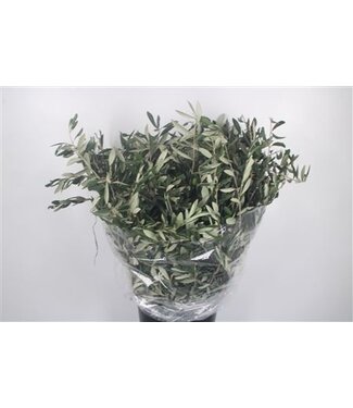 Florimo Fresh Flowers Olijf Per Bunch 200 Gram ( x 5 )