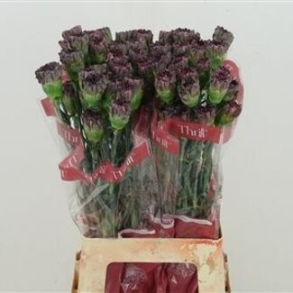 Florimo Fresh Flowers Paarse Dianthus of Anjers | Lengte 70 centimeter | Dianthus Thrill | Per 20 verse bloemen