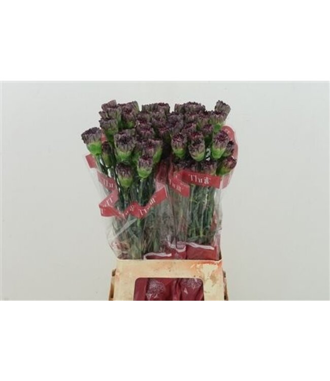 Lila Dianthus oder Nelken | Länge 70 Zentimeter | Dianthus Thrill | Pro 20 frische Blumen zu bestellen