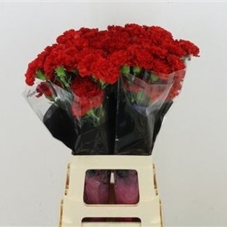 Florimo Fresh Flowers Rote Dianthus oder Nelken | Länge 70 Zentimeter | Dianthus Alhambra | Pro 20 frische Blumen