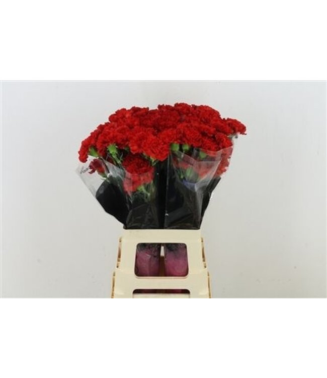 Rote Dianthus oder Nelken | Länge 70 Zentimeter | Dianthus Alhambra | Pro 20 frische Blumen zu bestellen