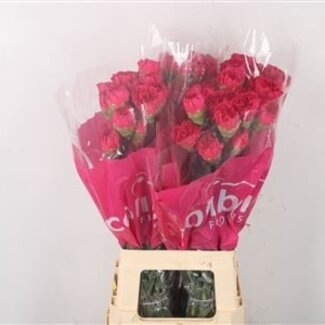 Florimo Fresh Flowers Rosa Dianthus oder Nelken | Länge 70 Zentimeter | Dianthus Bach | Pro 20 frische Blumen