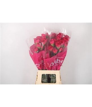 Florimo Fresh Flowers Rosa Dianthus oder Nelken | Länge 70 Zentimeter | Dianthus Bach | Pro 20 frische Blumen