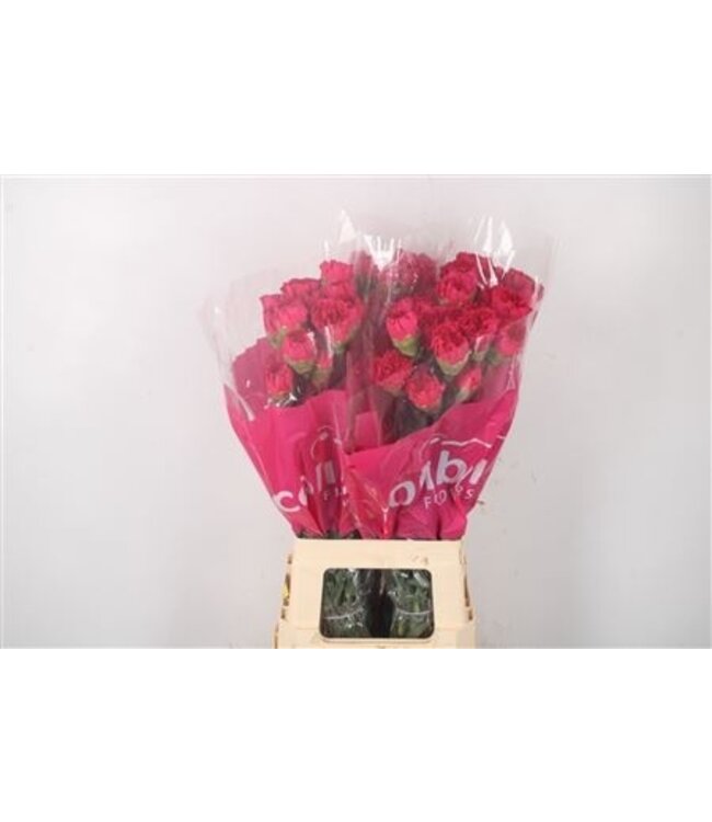 Rosa Dianthus oder Nelken | Länge 70 Zentimeter | Dianthus Bach | Pro 20 frische Blumen zu bestellen