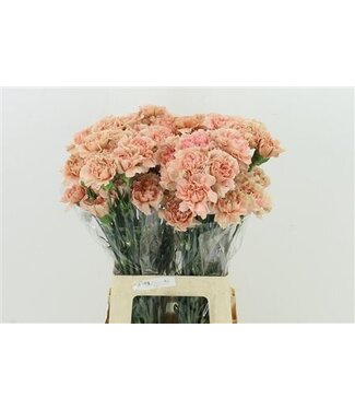 Florimo Fresh Flowers Di St Caramel ( x 20 ) Florimo Fresh Flowers Di St Caramel ( x 20 )