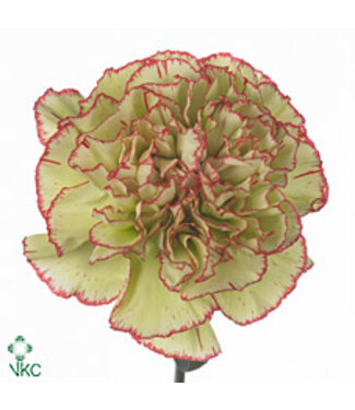 Florimo Fresh Flowers Grüne Dianthus oder Nelken | Länge 70 Zentimeter | Dianthus Eminence | Pro 20 frische Blumen