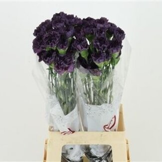 Florimo Fresh Flowers Purple Dianthus or Carnations | Length 70 centimeters | Dianthus Extasis | Per 20 fresh flowers