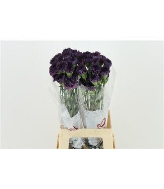 Florimo Fresh Flowers Lila Dianthus oder Nelken | Länge 70 Zentimeter | Dianthus Extasis | Pro 20 frische Blumen