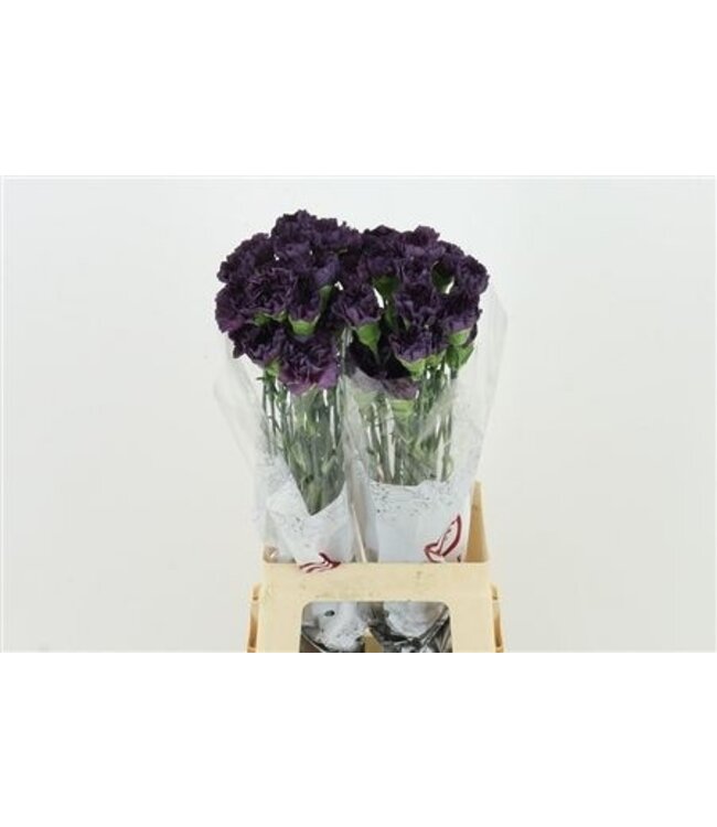 Paarse Dianthus of Anjers | Lengte 70 centimeter | Dianthus Extasis | Per 20 verse bloemen te bestellen