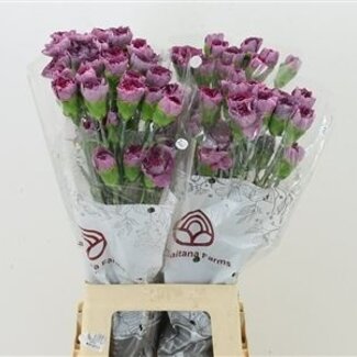 Florimo Fresh Flowers Paarse Dianthus of Anjers | Lengte 70 centimeter | Dianthus Hypnosis | Per 20 verse bloemen