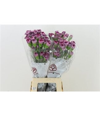 Florimo Fresh Flowers Lila Dianthus oder Nelken | Länge 70 Zentimeter | Dianthus Hypnosis | Pro 20 frische Blumen