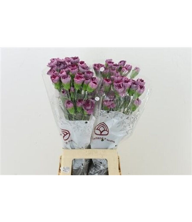 Lila Dianthus oder Nelken | Länge 70 Zentimeter | Dianthus Hypnosis | Pro 20 frische Blumen zu bestellen