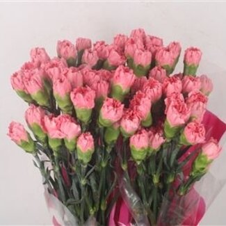 Florimo Fresh Flowers Donkerroze Dianthus of Anjers | Lengte 70 centimeter | Dianthus Ikebana | Per 20 verse bloemen