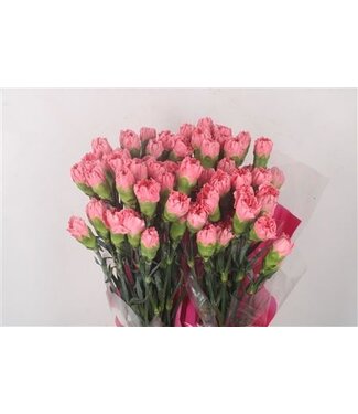 Florimo Fresh Flowers Donkerroze Dianthus of Anjers | Lengte 70 centimeter | Dianthus Ikebana | Per 20 verse bloemen Florimo Fresh Flowers Donkerroze Dianthus of Anjers | Lengte 70 centimeter | Dianthus Ikebana | Per 20 verse bloemen