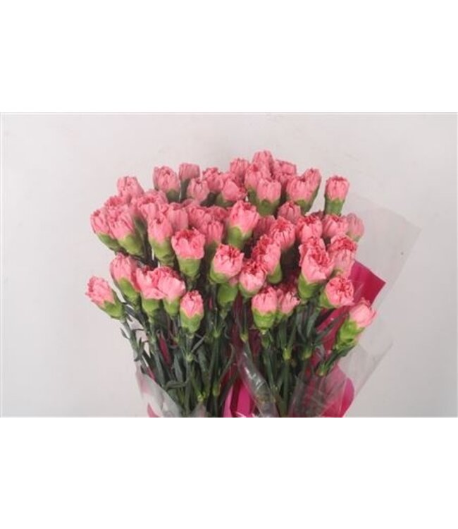 Donkerroze Dianthus of Anjers | Lengte 70 centimeter | Dianthus Ikebana | Per 20 verse bloemen te bestellen