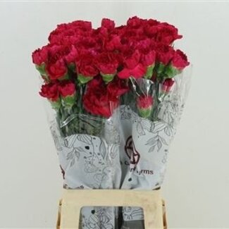 Florimo Fresh Flowers Rosa Dianthus oder Nelken | Länge 70 Zentimeter | Dianthus Mandalay | Pro 20 frische Blumen