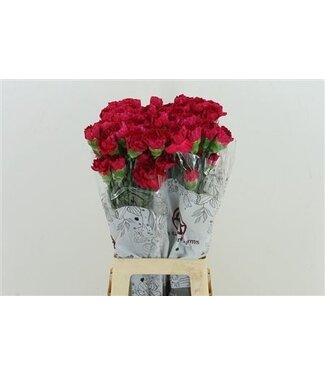 Florimo Fresh Flowers Roze Dianthus of Anjers | Lengte 70 centimeter | Dianthus Mandalay | Per 20 verse bloemen Florimo Fresh Flowers Roze Dianthus of Anjers | Lengte 70 centimeter | Dianthus Mandalay | Per 20 verse bloemen