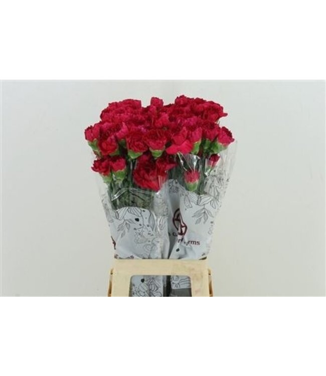 Pink Dianthus or Carnations | Length 70 centimeters | Dianthus Mandalay | Available for order per 20 fresh flowers