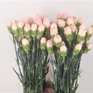 Florimo Fresh Flowers Weiße Dianthus oder Nelken | Länge 70 Zentimeter | Dianthus Maruchi Bianco | Pro 20 frische Blumen