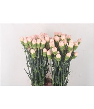 Florimo Fresh Flowers Weiße Dianthus oder Nelken | Länge 70 Zentimeter | Dianthus Maruchi Bianco | Pro 20 frische Blumen