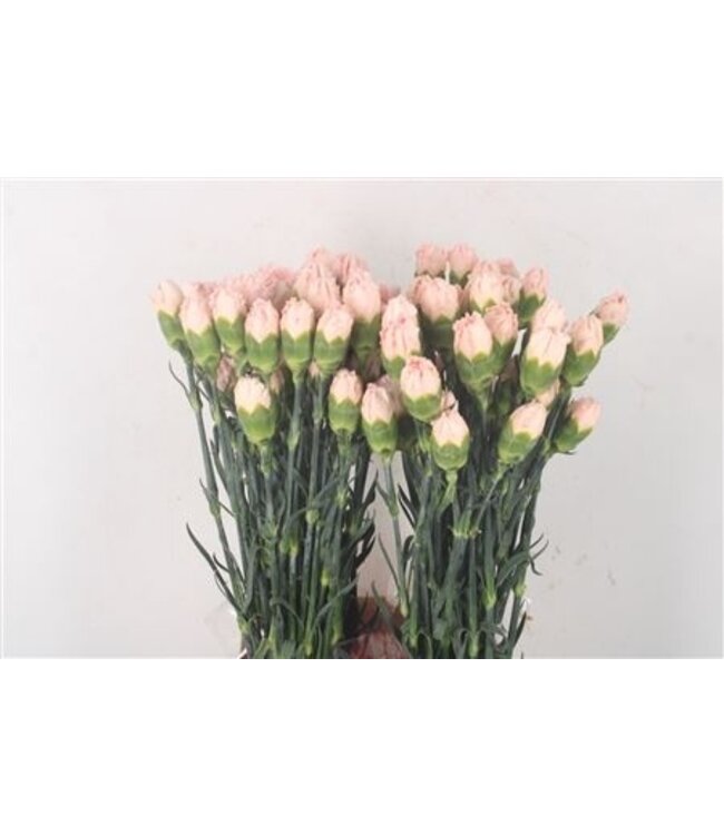 Weiße Dianthus oder Nelken | Länge 70 Zentimeter | Dianthus Maruchi Bianco | Pro 20 frische Blumen zu bestellen