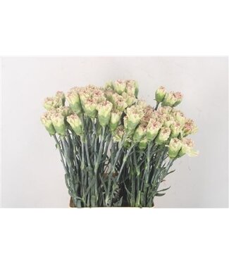 Florimo Fresh Flowers Di St Mochi ( x 20 ) Florimo Fresh Flowers Di St Mochi ( x 20 )