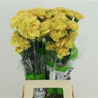 Florimo Fresh Flowers Mosterdbruine Dianthus of Anjers | Lengte 70 centimeter | Dianthus Mustard | Per 20 verse bloemen