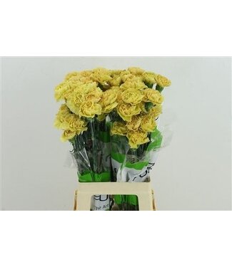 Florimo Fresh Flowers Mosterdgelbe Dianthus oder Nelken | Länge 70 Zentimeter | Dianthus Mustard | Pro 20 frische Blumen