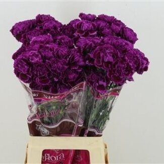 Florimo Fresh Flowers Intens violette Dianthus oder Nelken | Länge 70 Zentimeter | Dianthus Nobbio Babel | Pro 20 frische Blumen