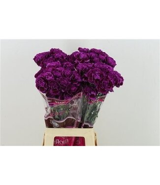 Florimo Fresh Flowers Intens violette Dianthus oder Nelken | Länge 70 Zentimeter | Dianthus Nobbio Babel | Pro 20 frische Blumen