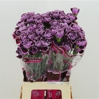 Florimo Fresh Flowers Lila Mischung Dianthus oder Nelken | Länge 70 Zentimeter | Dianthus Nobbio Crochet | Pro 20 frische Blumen