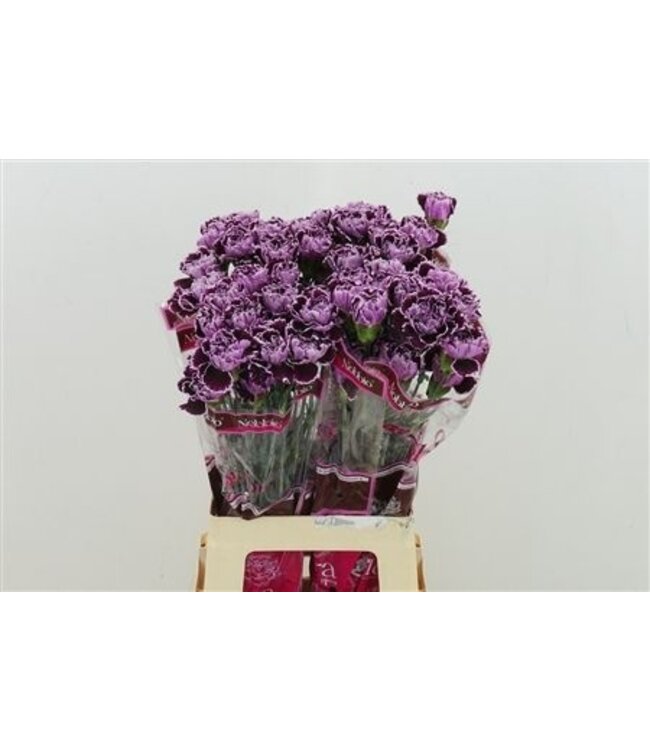 Lila Mischung Dianthus oder Nelken | Länge 70 Zentimeter | Dianthus Nobbio Crochet | Pro 20 frische Blumen zu bestellen