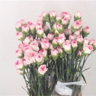 Florimo Fresh Flowers Roze Dianthus of Anjers | Lengte 70 centimeter | Dianthus Sonatina | Per 20 verse bloemen