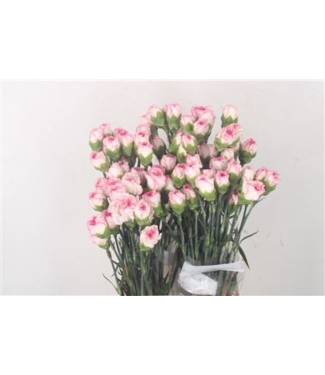 Roze Dianthus of Anjers | Lengte 70 centimeter | Dianthus Sonatina | Per 20 verse bloemen te bestellen