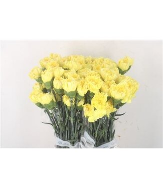 Florimo Fresh Flowers Gelbe Dianthus oder Nelken | Länge 70 Zentimeter | Dianthus Splendor | Pro 20 frische Blumen