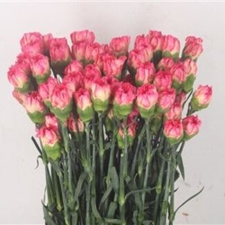 Florimo Fresh Flowers Rosa Dianthus oder Nelken | Länge 70 Zentimeter | Dianthus Spritz Sport | Pro 20 frische Blumen