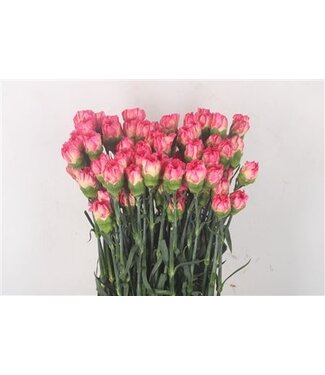 Florimo Fresh Flowers Rosa Dianthus oder Nelken | Länge 70 Zentimeter | Dianthus Spritz Sport | Pro 20 frische Blumen