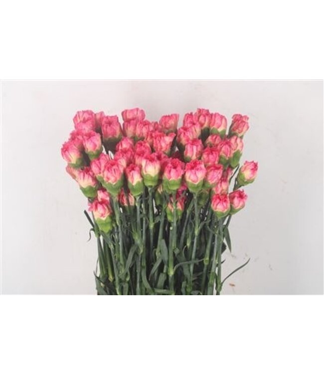 Rosa Dianthus oder Nelken | Länge 70 Zentimeter | Dianthus Spritz Sport | Pro 20 frische Blumen zu bestellen