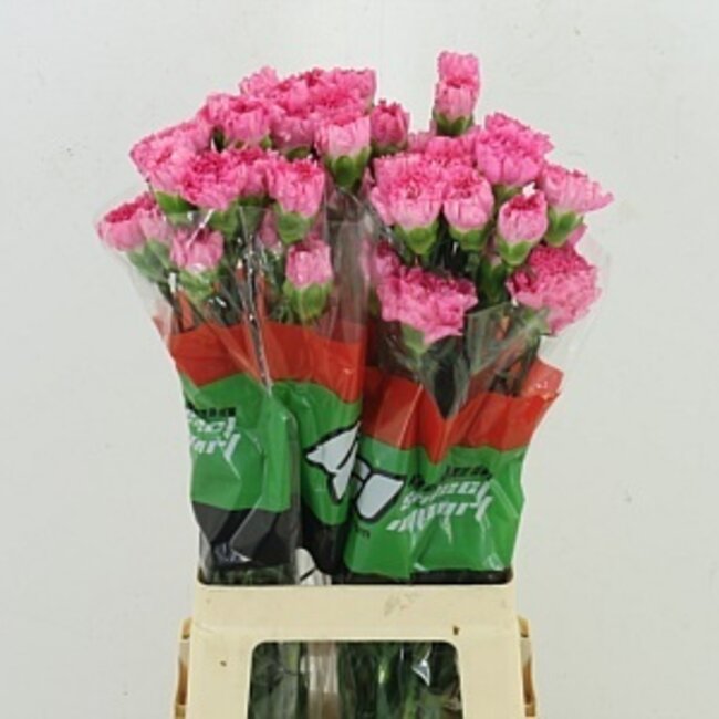 Roze Dianthus of Anjers | Lengte 70 centimeter | Dianthus Tonic Golem | Per 20 verse bloemen te bestellen