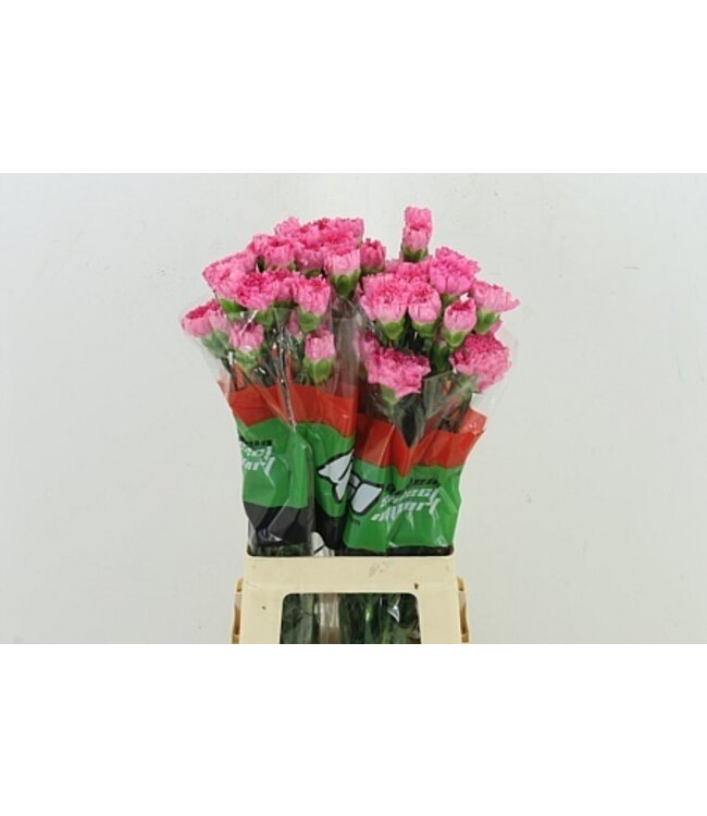 Rosa Dianthus oder Nelken | Länge 70 Zentimeter | Dianthus Tonic Golem | Pro 20 frische Blumen zu bestellen