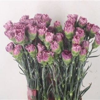 Florimo Fresh Flowers Lila Dianthus oder Nelken | Länge 70 Zentimeter | Dianthus Wild Thrill | Pro 20 frische Blumen