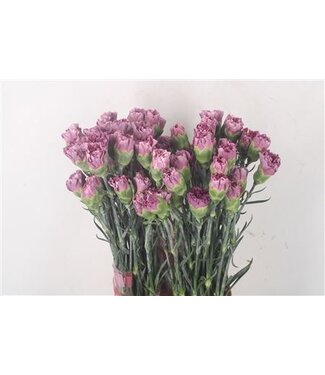 Florimo Fresh Flowers Lila Dianthus oder Nelken | Länge 70 Zentimeter | Dianthus Wild Thrill | Pro 20 frische Blumen