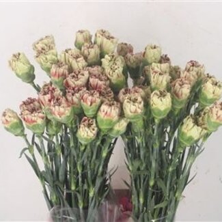 Florimo Fresh Flowers Roodwitte Dianthus of Anjers | Lengte 70 centimeter | Dianthus Wine Cover | Per 20 verse bloemen