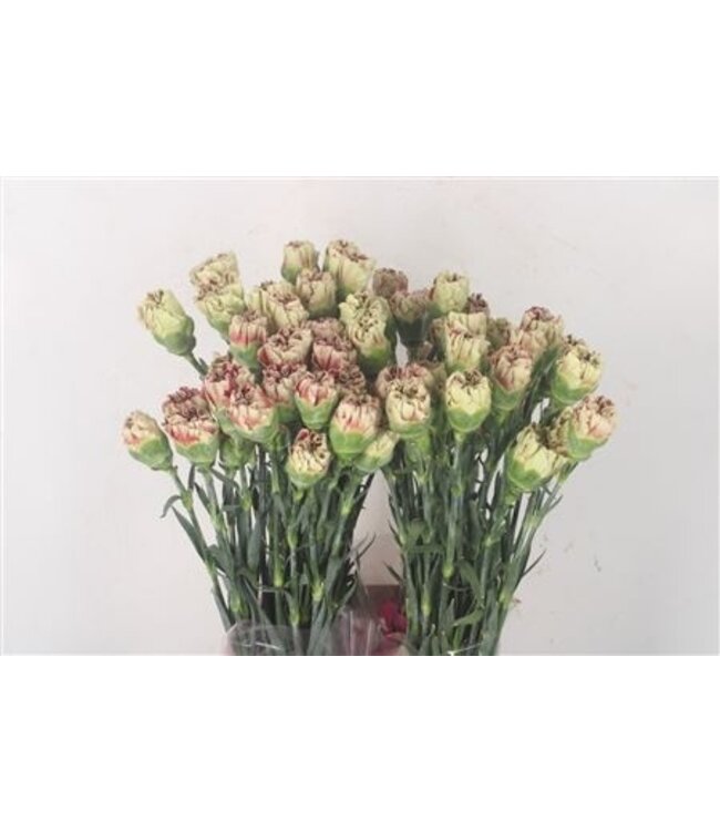 Rot-weiße Dianthus oder Nelken | Länge 70 Zentimeter | Dianthus Wine Cover | Pro 20 frische Blumen zu bestellen