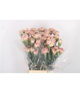 Florimo Fresh Flowers Di St Creola ( x 20 ) Florimo Fresh Flowers Di St Creola ( x 20 )